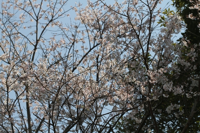 Neoachmandra japonica スズメウリ（雀瓜） [寺家ふるさと村